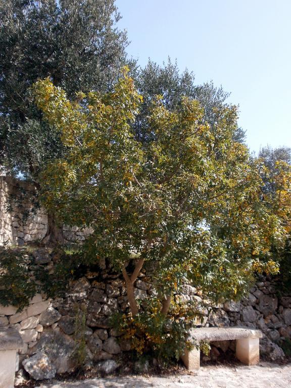 Trullo Villa Giuliana con giardino Posizione panoramica Free wifi Ostuni Camera foto